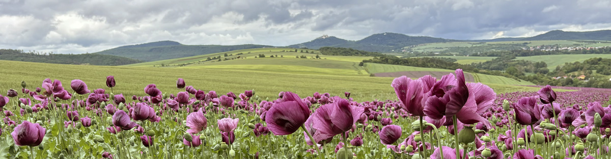 purple poppyseeds