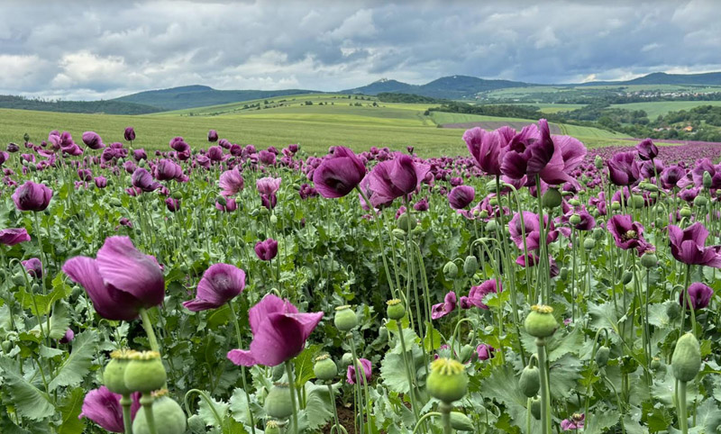 purple poppies