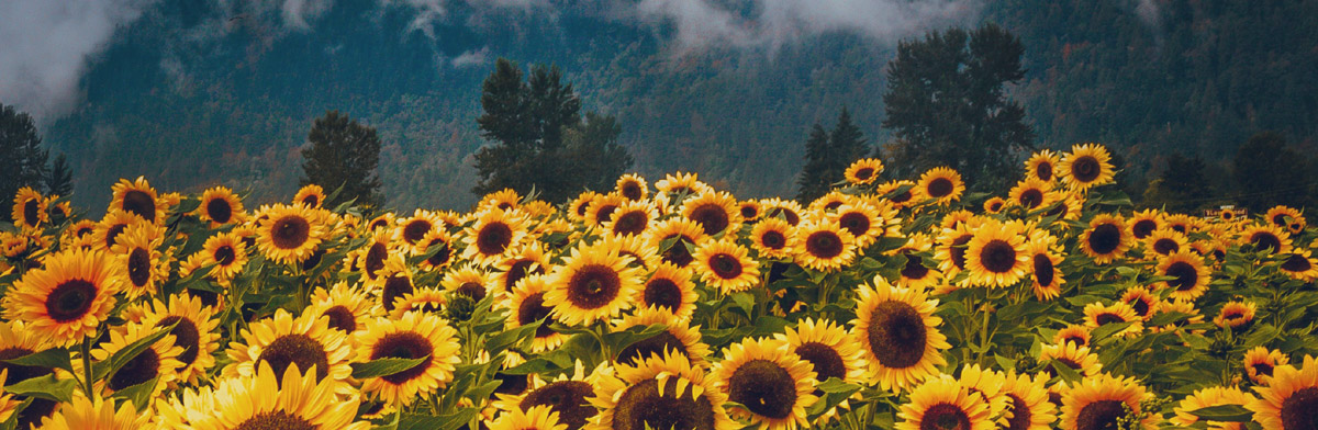 sunflowers