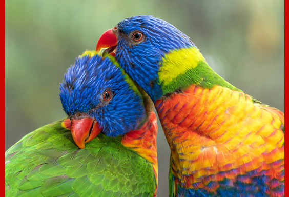 colorful birds