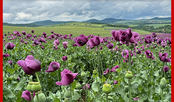 purple poppies