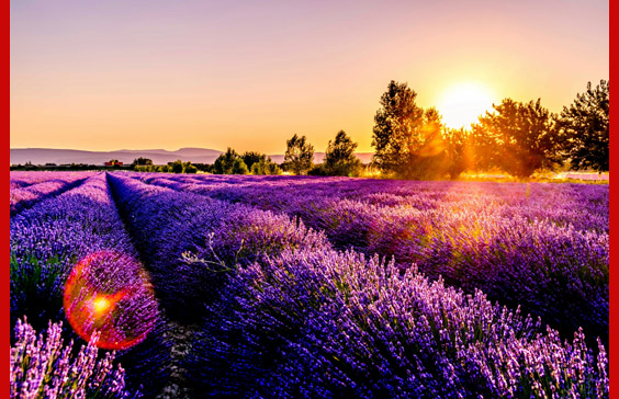 lavender sunset