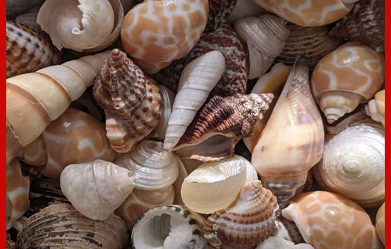 shells