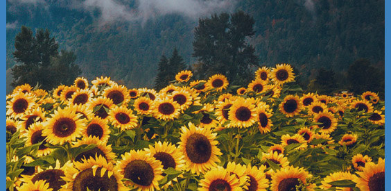 sunflowers